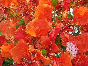 Royal Poinciana, Delonix regia, Tree Seeds (Flame Tree, Flamboyant 