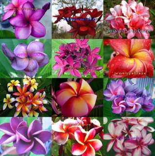 Plumeria/Frangipani/Flowers/Plants/Mixed/ 50 seeds  