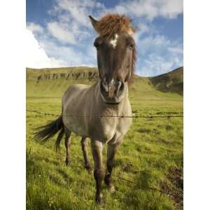  Frontal View of Icelandic Horse Next to Barbed Wire Fence 
