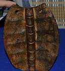 huge turtle shell  