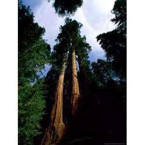  Giant Sequoia Trees Looking Skyward National Geographic 