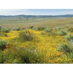  Antelope Valley Poppy Reserve, California, USA Premium 