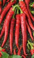 Hot Thai Peppers Flame Hybrid (Capsicum annum) Seeds  