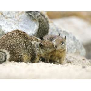 Beecheys Ground Squirrel, Squirrels Greeting, California, USA 