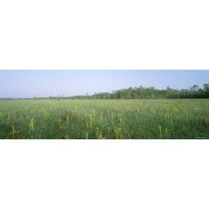 Field, Yellow Trumpet Pitchers, Savanna, Apalachicola, Florida, USA 