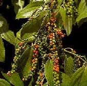 Peppercorn Seeds ♥ Black Pepper ♥ Member of the Climbing Vine 