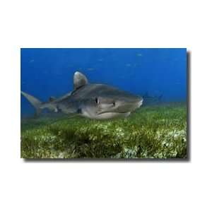  Young Tiger Shark Bahamas Islands Giclee Print